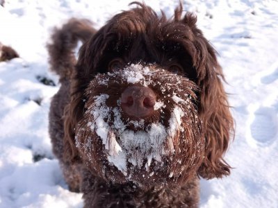 Bonnie in snow